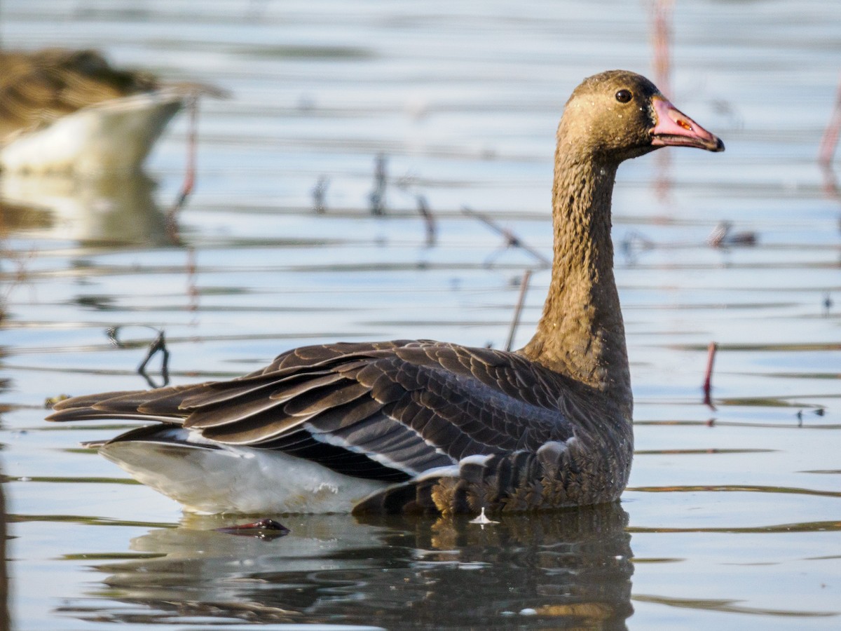 Greater White-fronted Goose - ML619847179