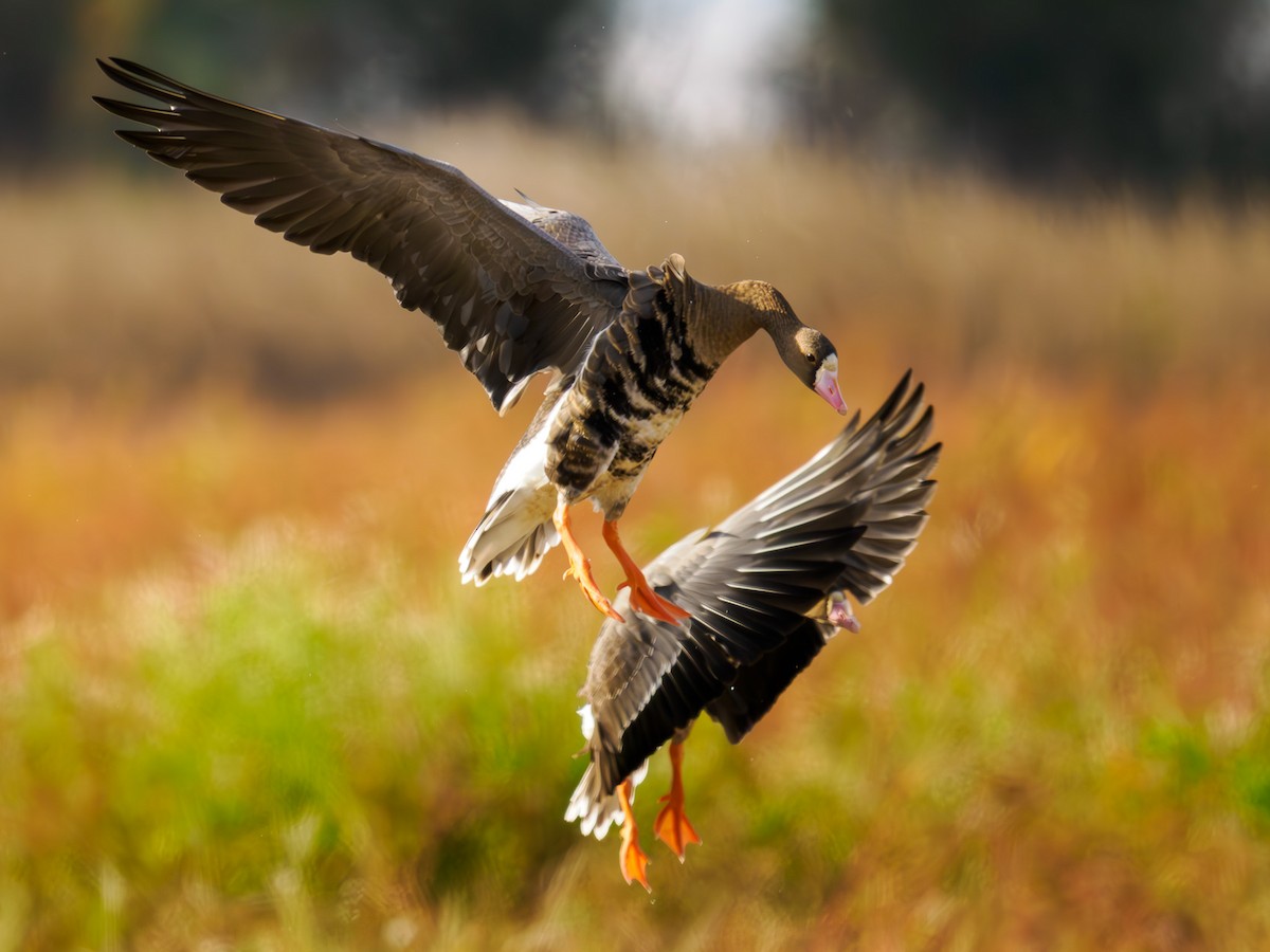 Greater White-fronted Goose - ML619847183