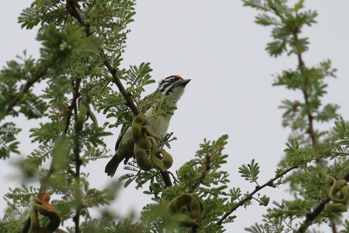 Red-fronted Tinkerbird - ML619847192