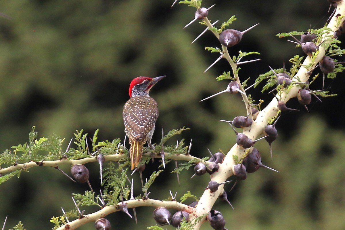 Nubian Woodpecker - ML619847197