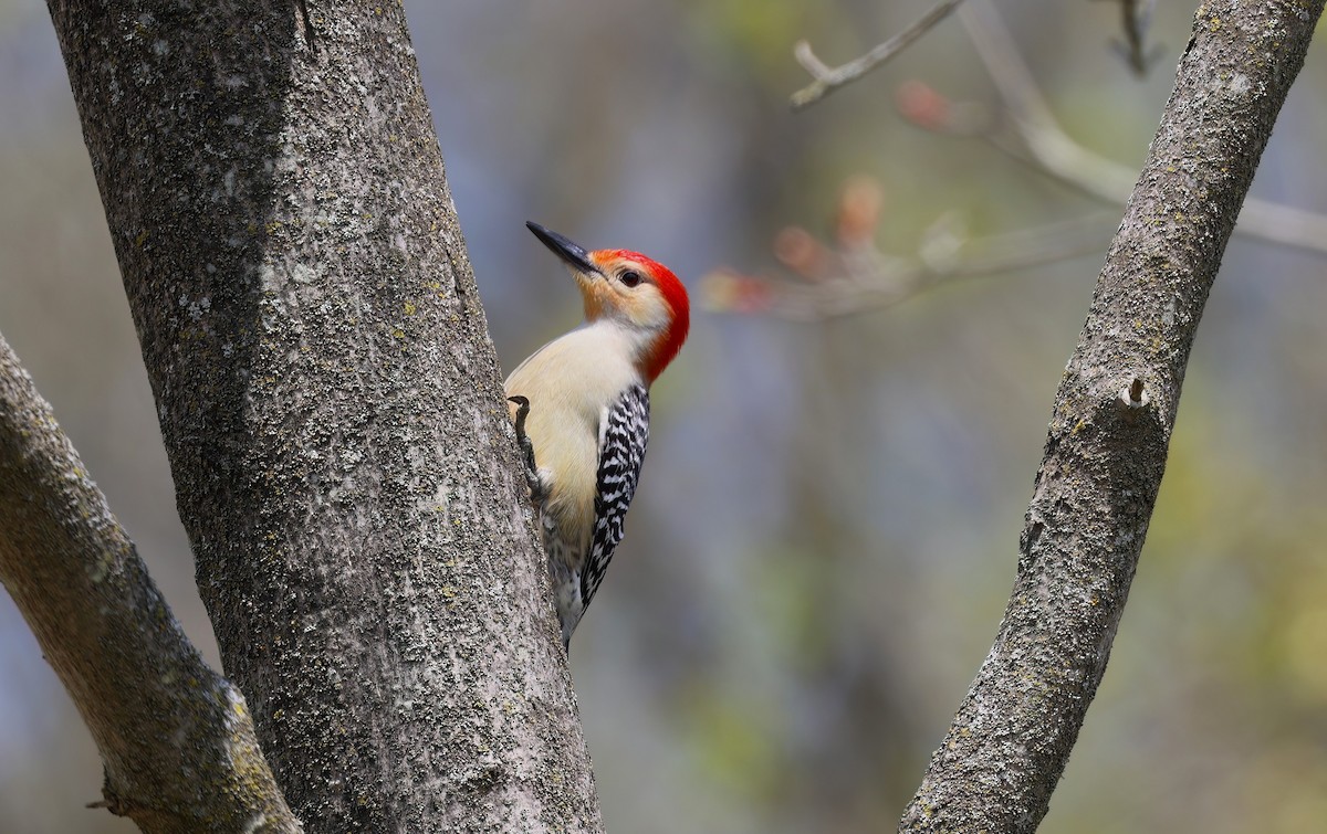 Red-bellied Woodpecker - ML619847199