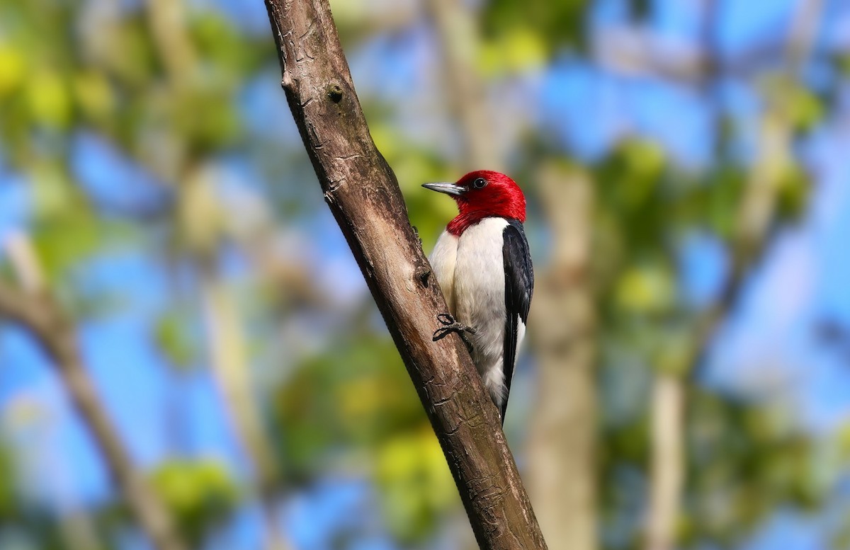 Red-headed Woodpecker - ML619847206