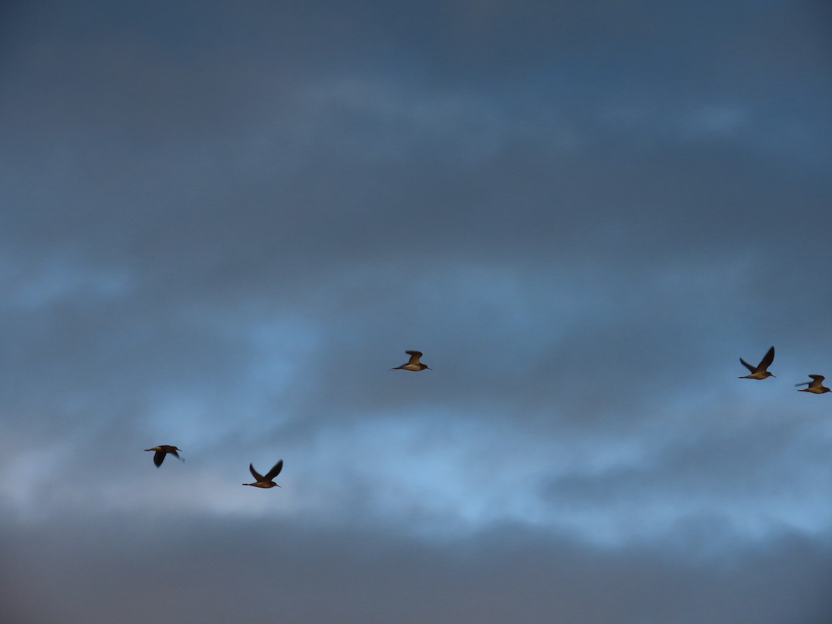 Lesser Yellowlegs - ML619847211