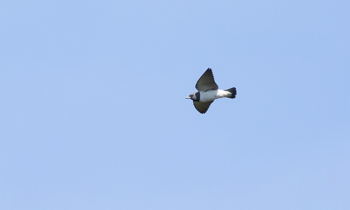 White-breasted Woodswallow - ML619847215