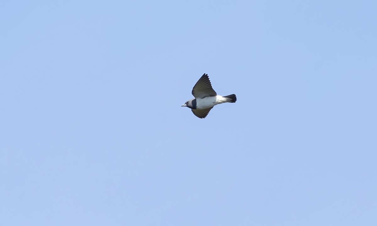 White-breasted Woodswallow - ML619847216