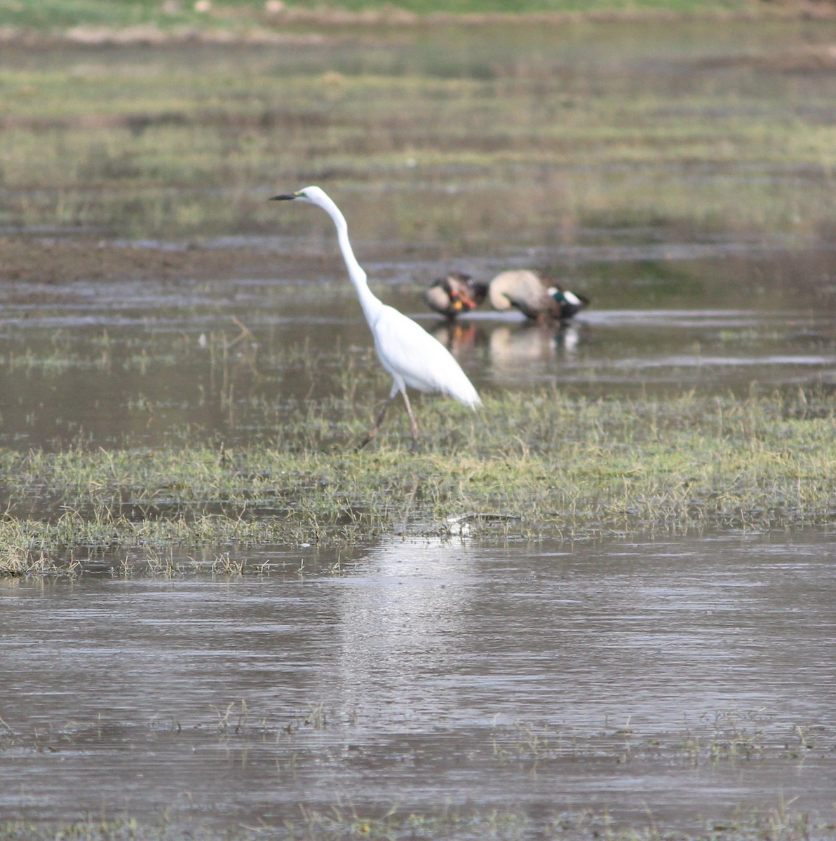 Little Egret - ML619847218