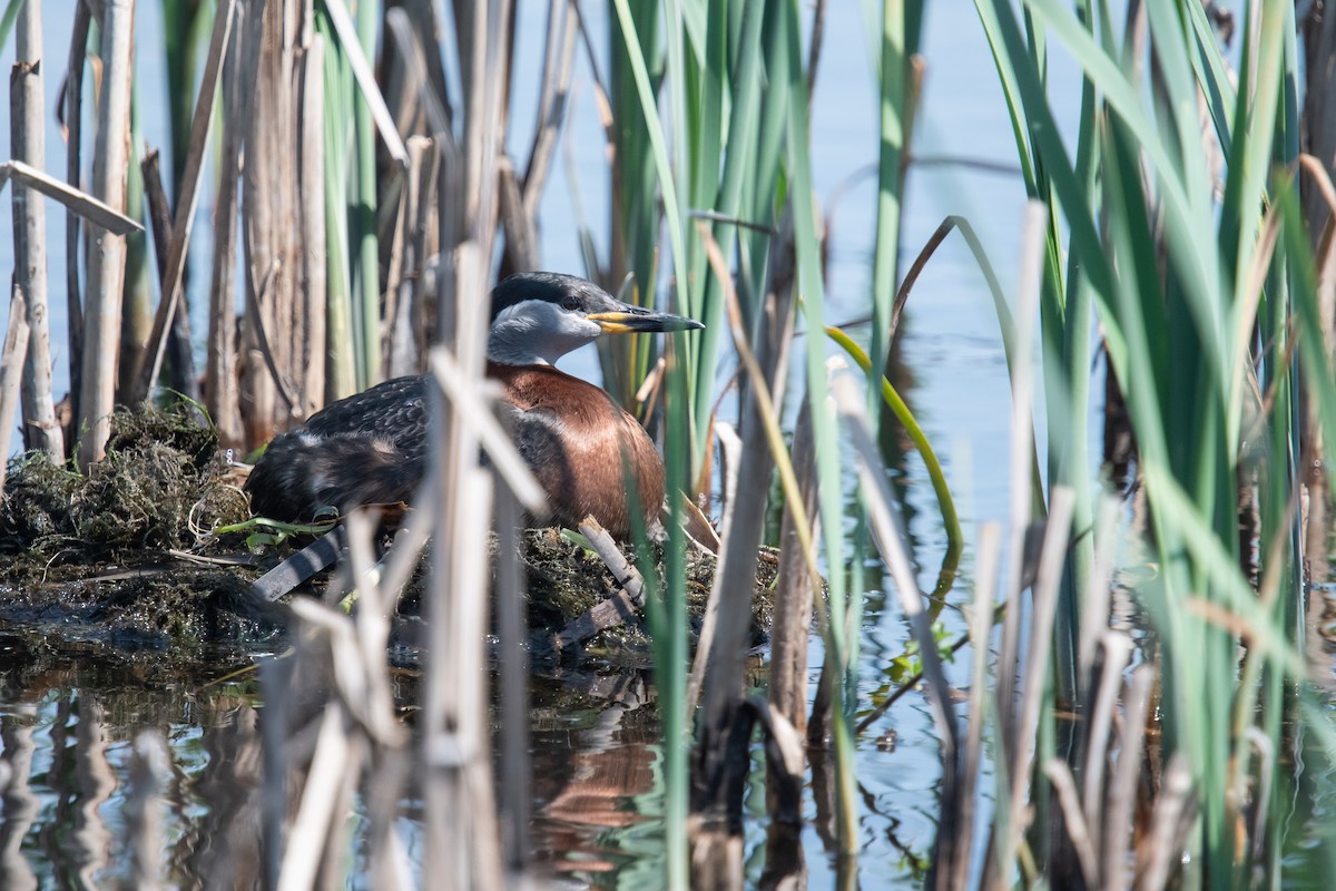 Red-necked Grebe - ML619847230