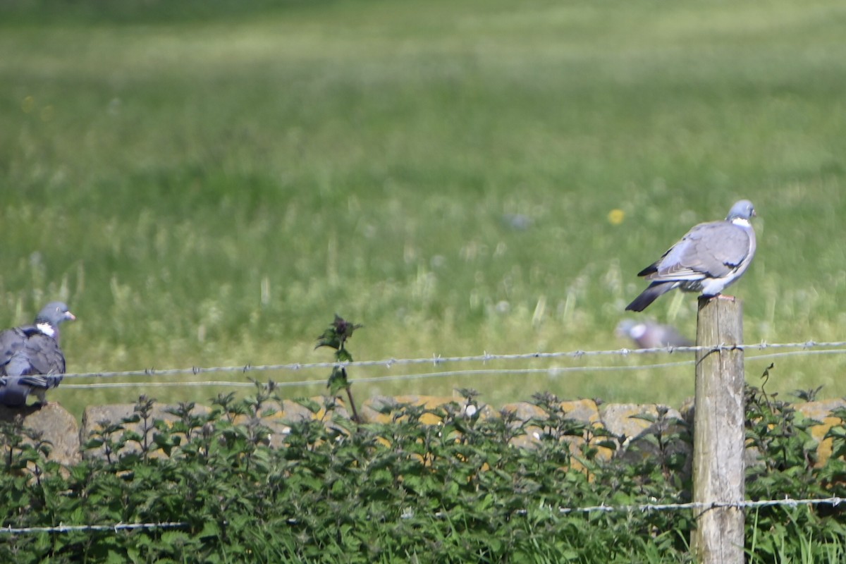 Common Wood-Pigeon (White-necked) - ML619847250
