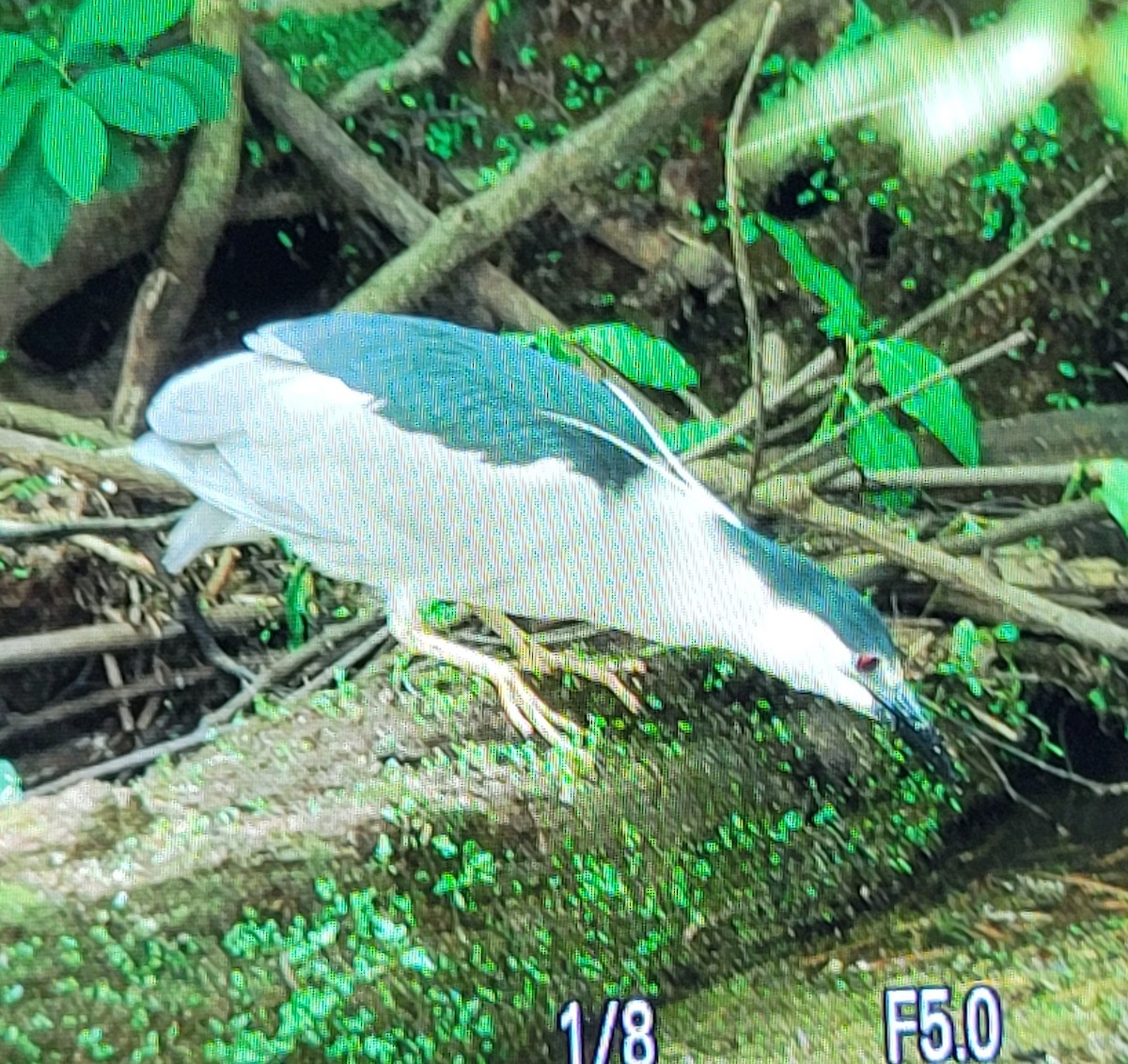 Black-crowned Night Heron - ML619847260