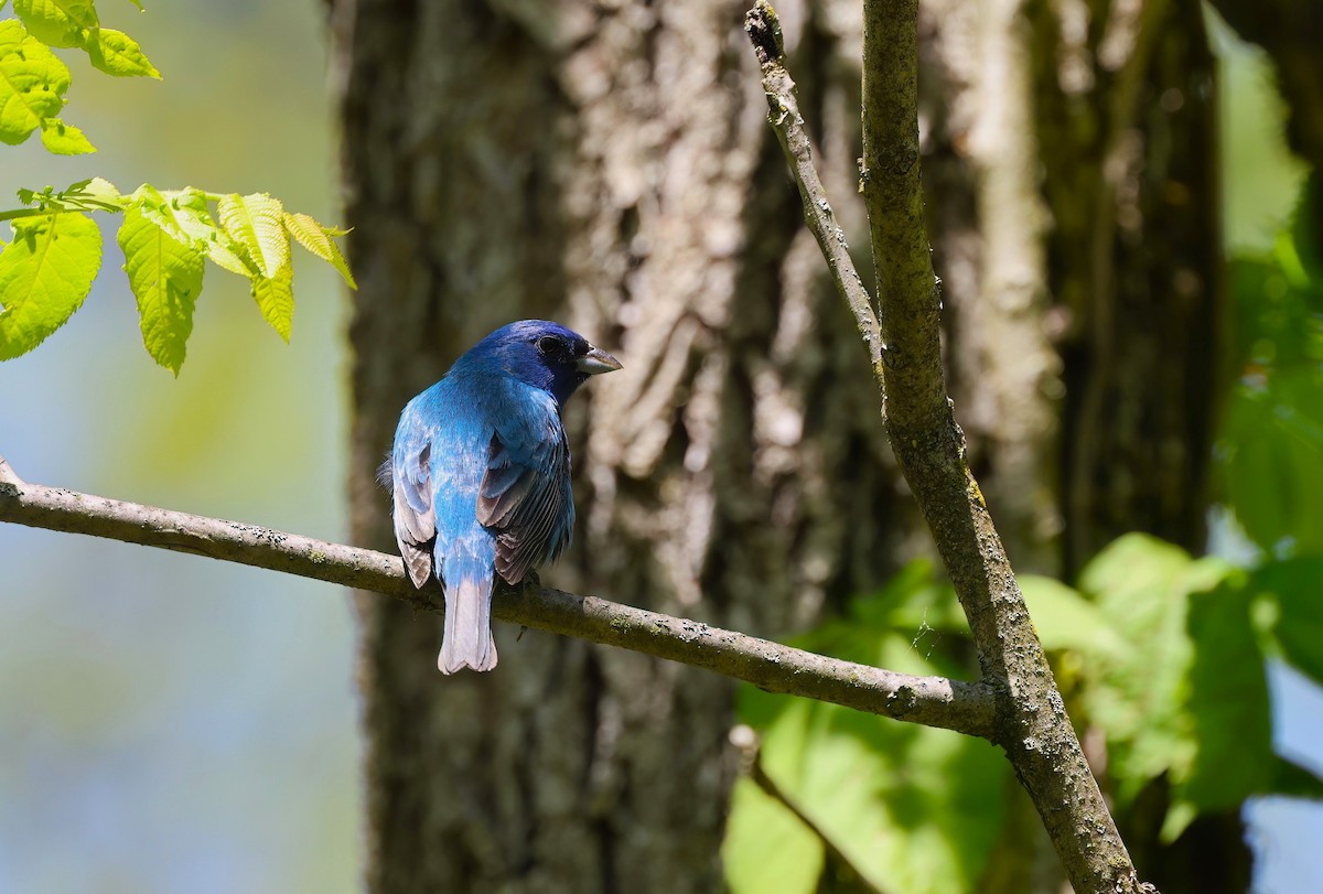 Indigo Bunting - ML619847276