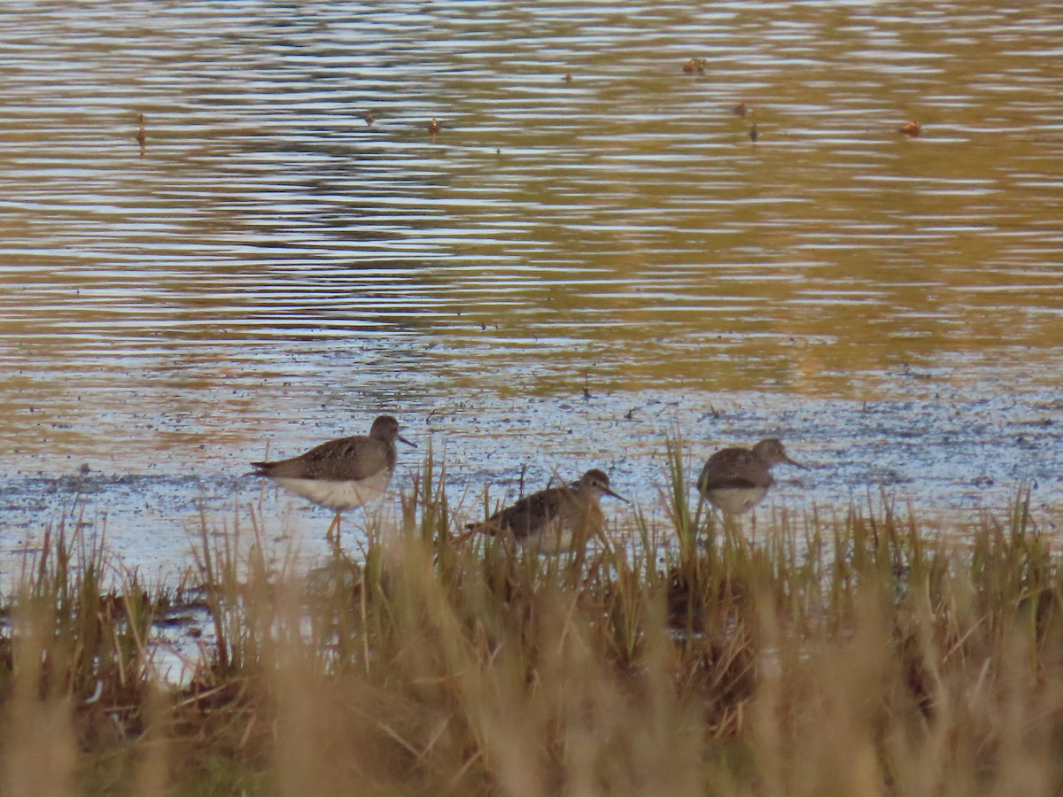 Lesser Yellowlegs - ML619847282