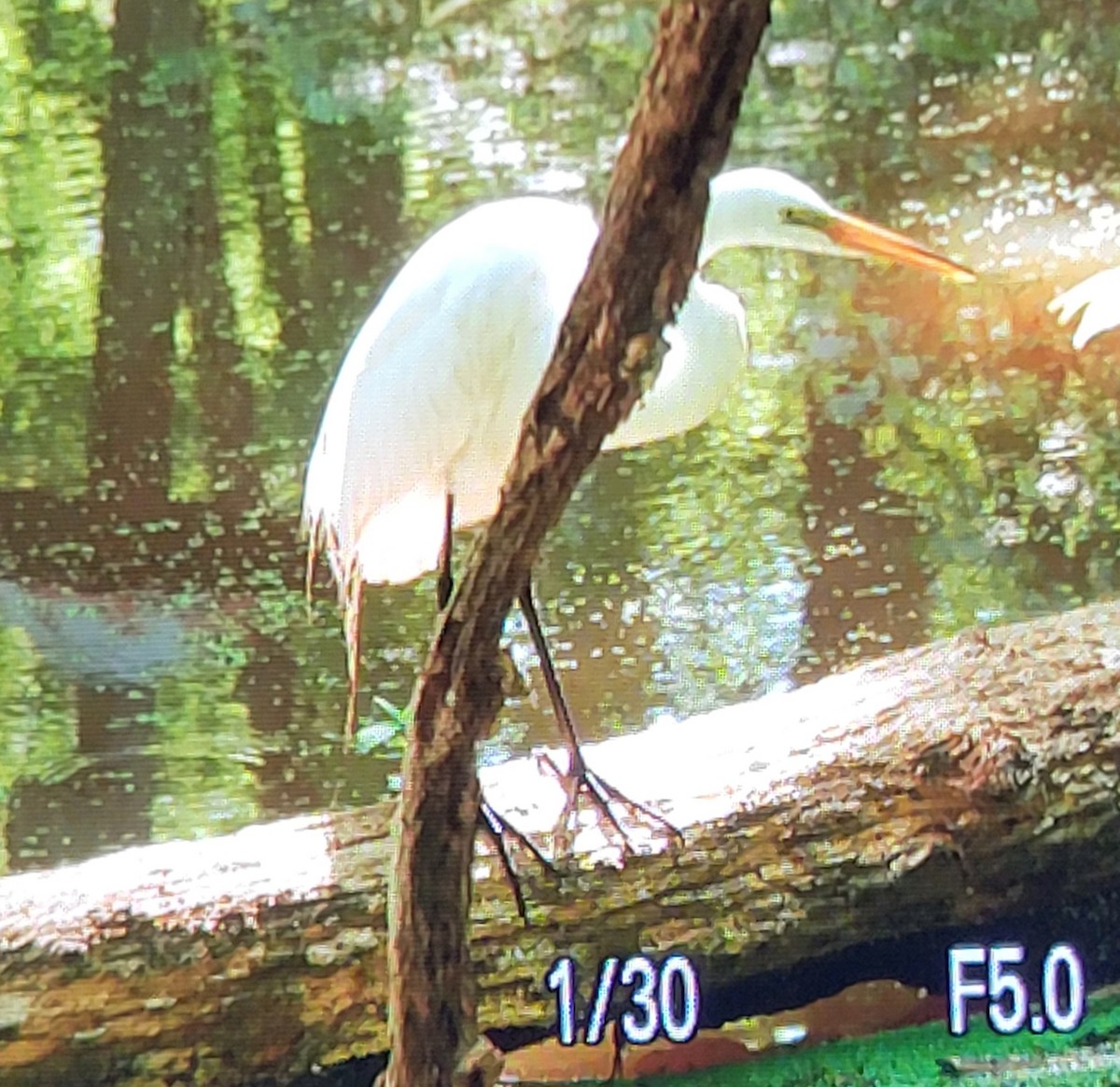 Great Egret - ML619847283