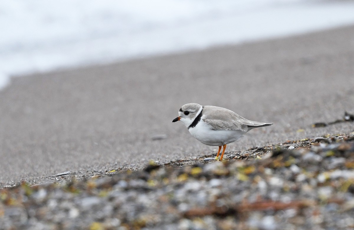 Piping Plover - ML619847311