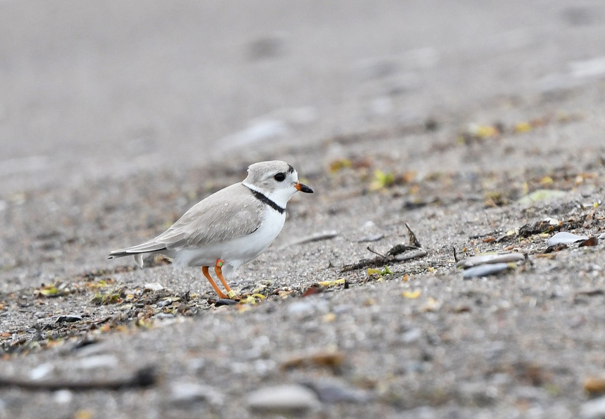 Piping Plover - ML619847313