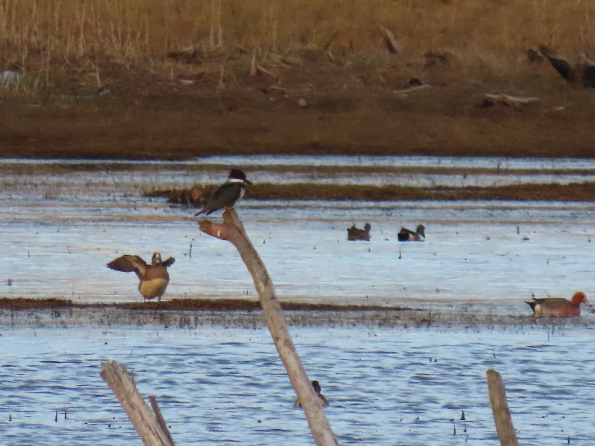 Belted Kingfisher - ML619847331