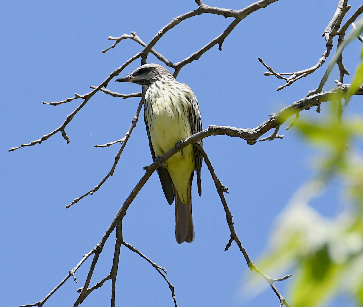 Sulphur-bellied Flycatcher - ML619847339