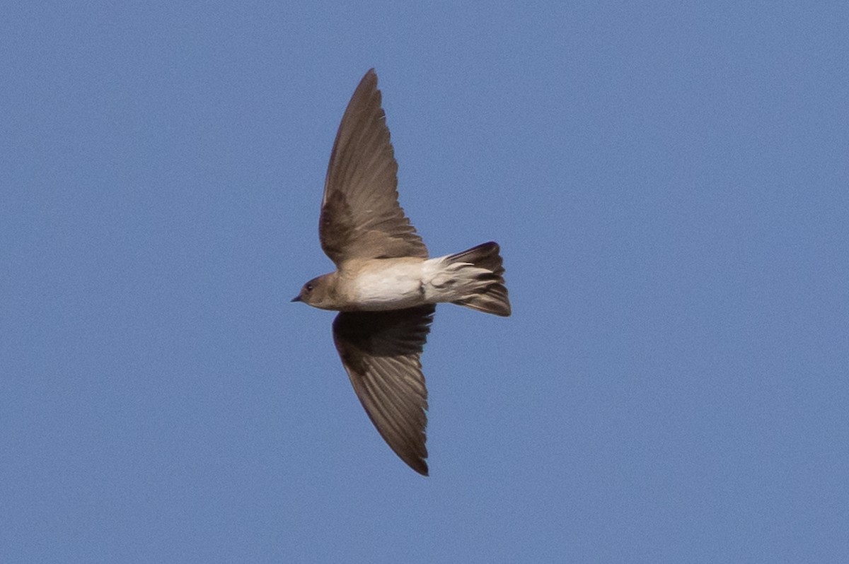 Northern Rough-winged Swallow - ML619847346