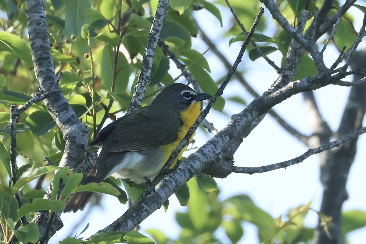 Yellow-breasted Chat - ML619847348