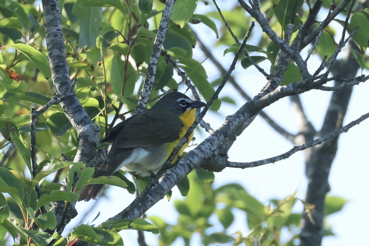 Yellow-breasted Chat - ML619847350