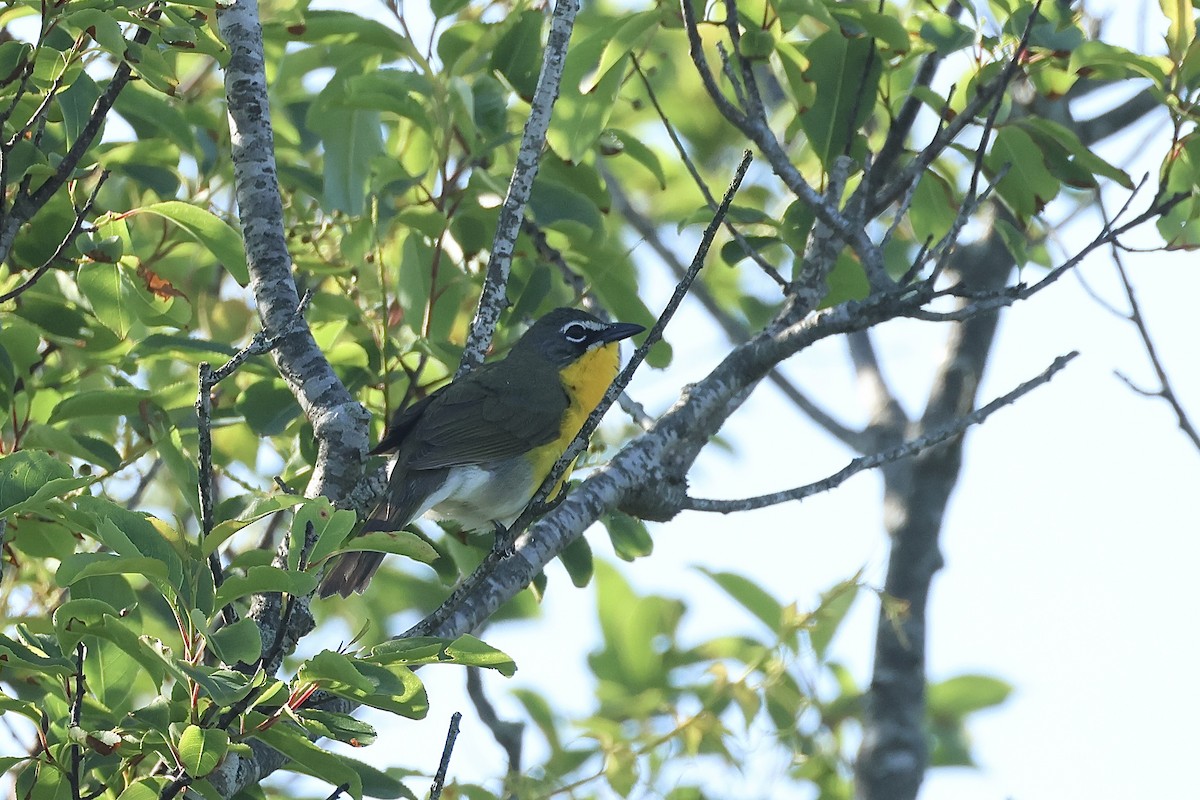 Yellow-breasted Chat - ML619847353