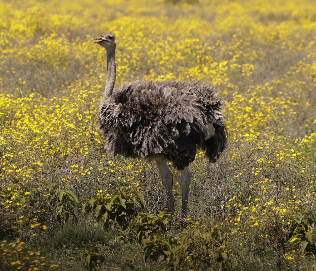 Common Ostrich - ML619847354