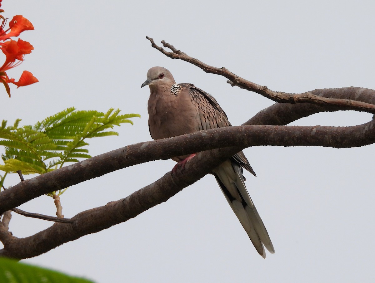 Spotted Dove - ML619847366