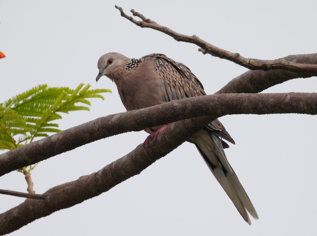 Spotted Dove - ML619847367