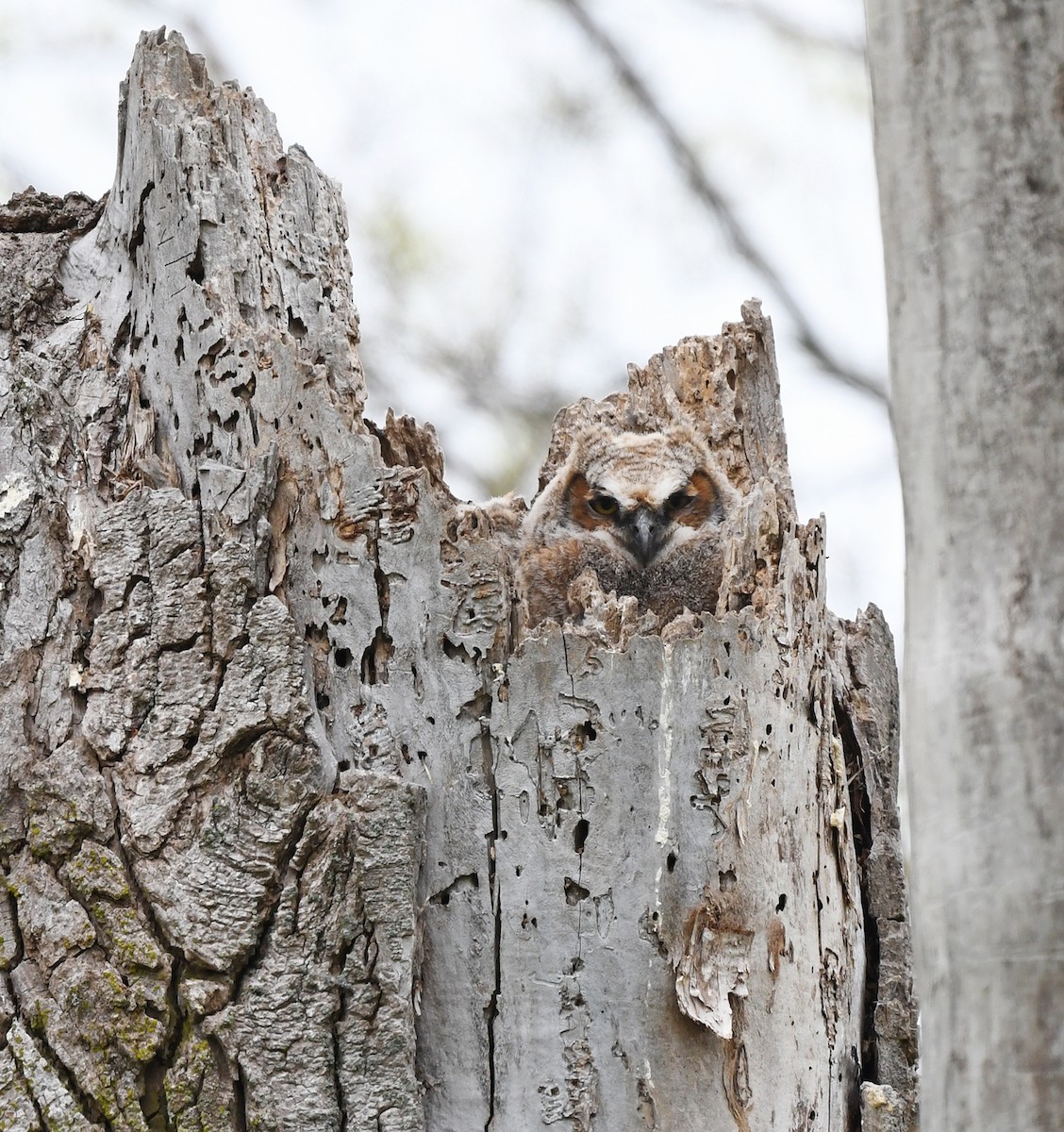 Great Horned Owl - ML619847369