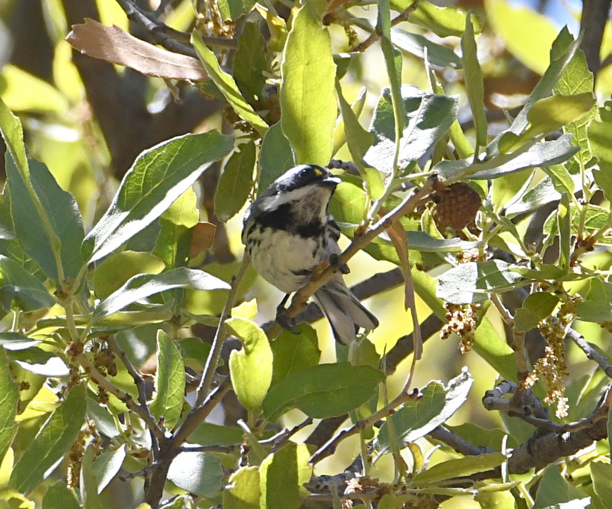 Black-throated Gray Warbler - ML619847396