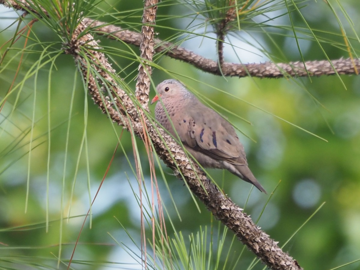 Common Ground Dove - ML619847404