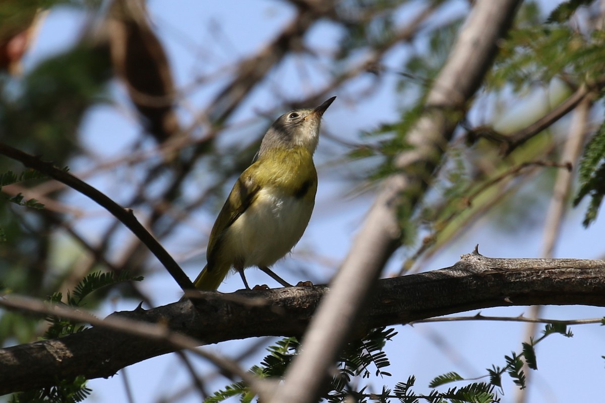 Yellow-breasted Apalis - ML619847408