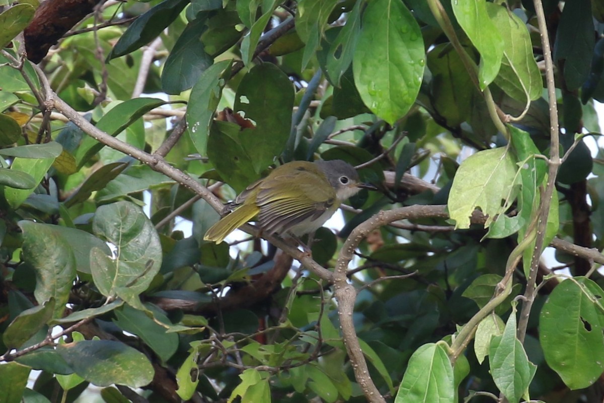 Yellow-breasted Apalis - ML619847409