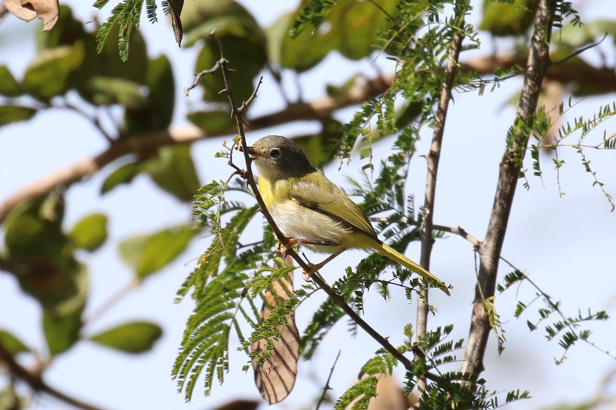 Yellow-breasted Apalis - ML619847410