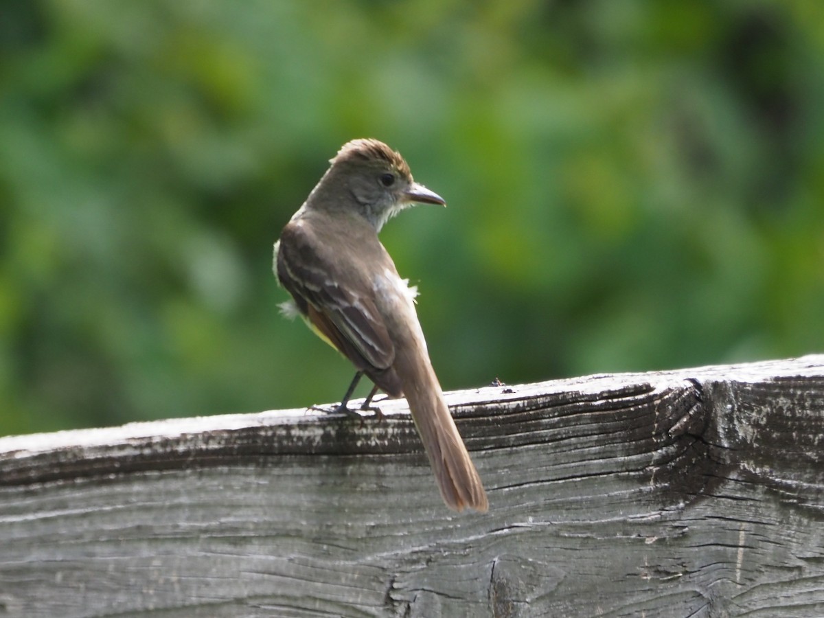 Great Crested Flycatcher - ML619847430