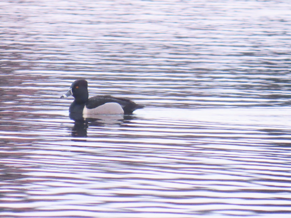 Ring-necked Duck - ML619847434
