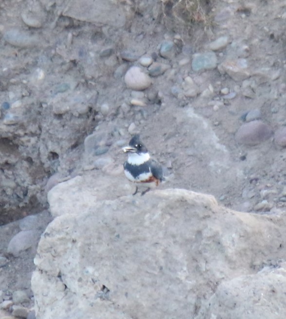 Belted Kingfisher - ML619847438