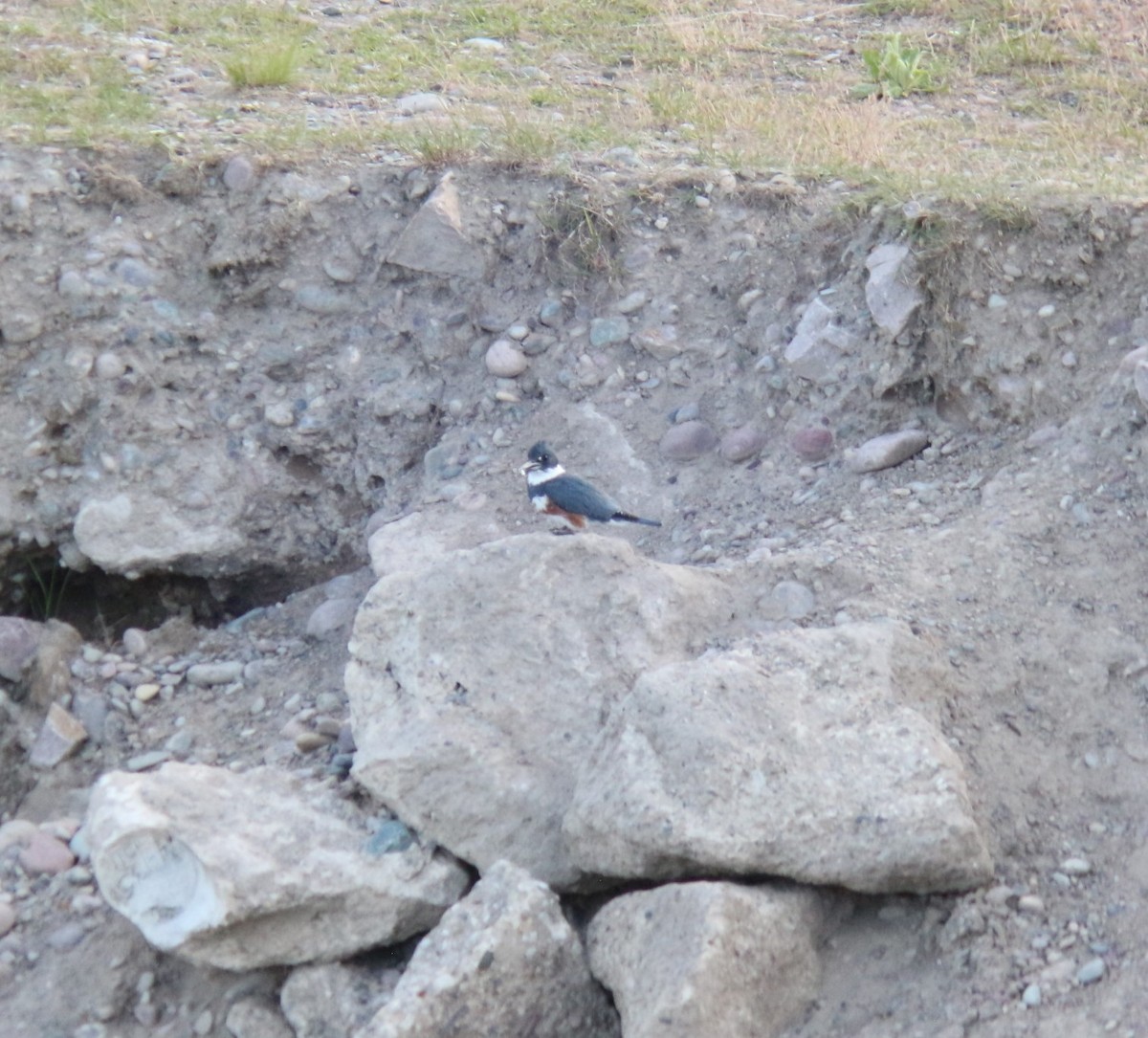 Belted Kingfisher - ML619847439