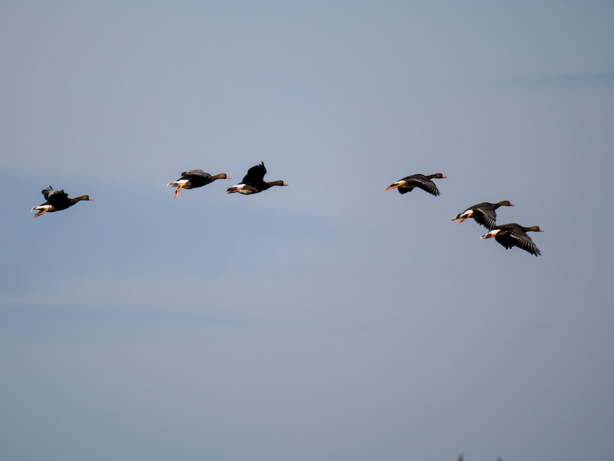 Greater White-fronted Goose - ML619847440