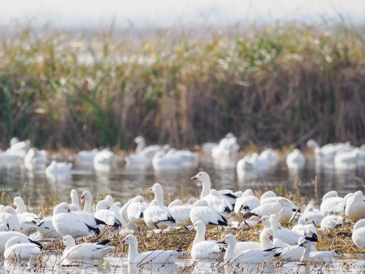 Ross's Goose - ML619847452