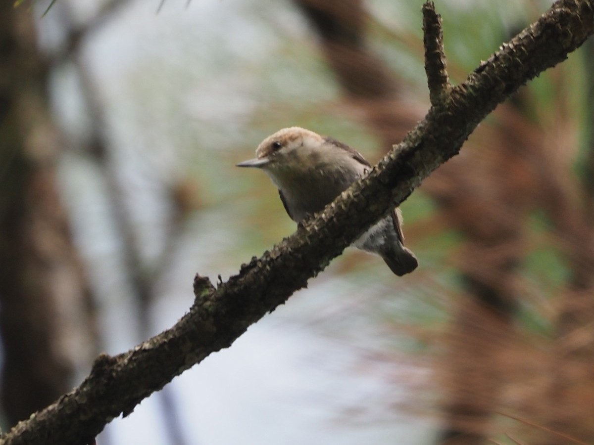 Brown-headed Nuthatch - ML619847455