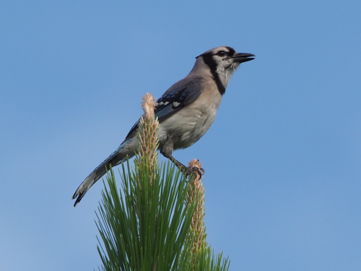 Blue Jay - ML619847460