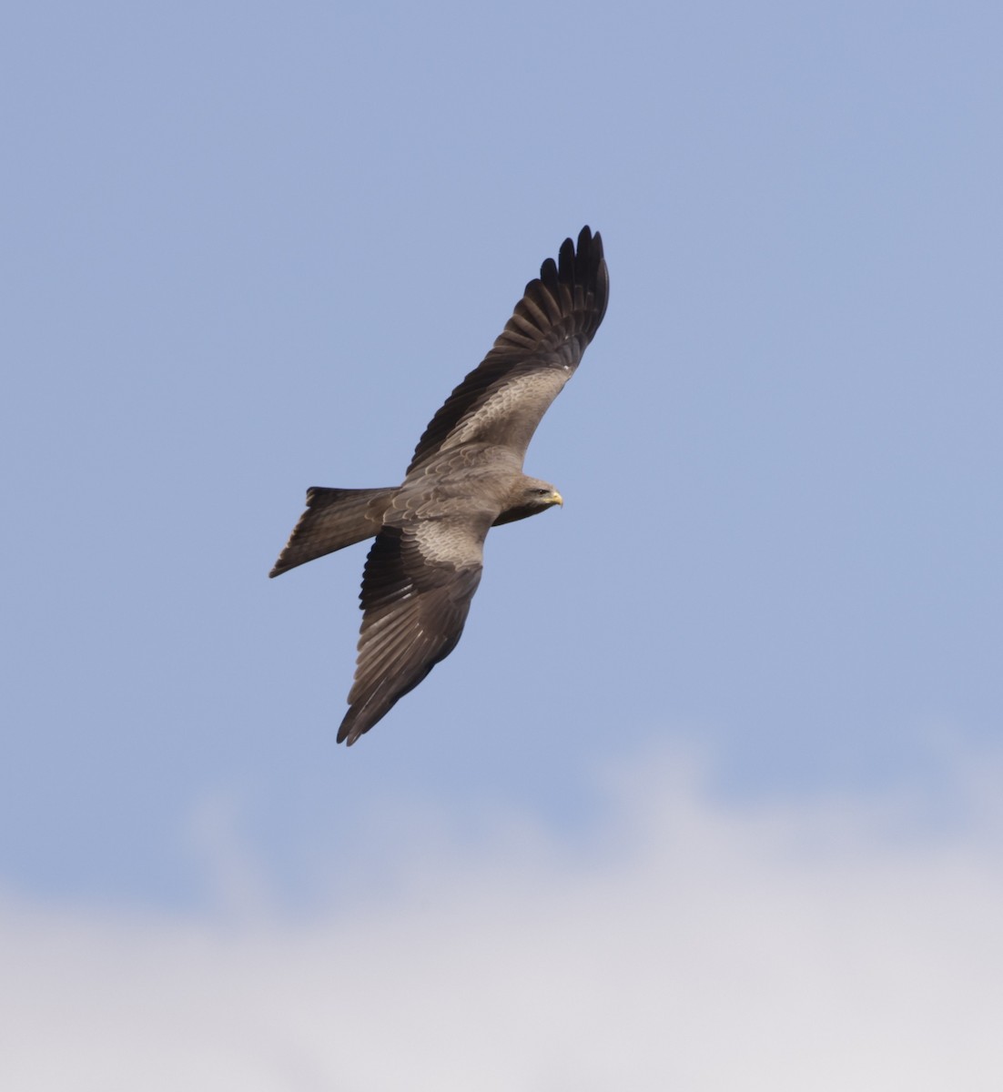 黑鳶 - ML619847466