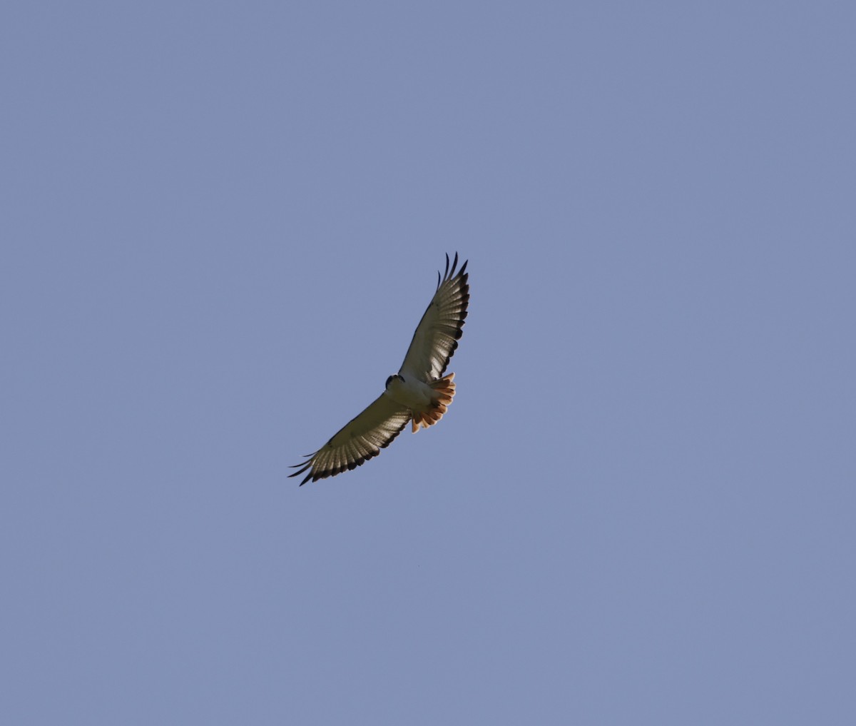 Augur Buzzard - ML619847477