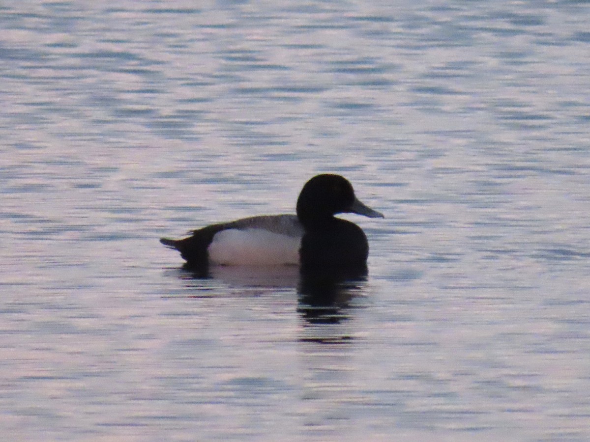 Greater Scaup - ML619847496