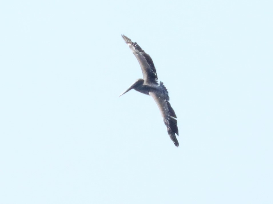 Brown Pelican - ML619847512