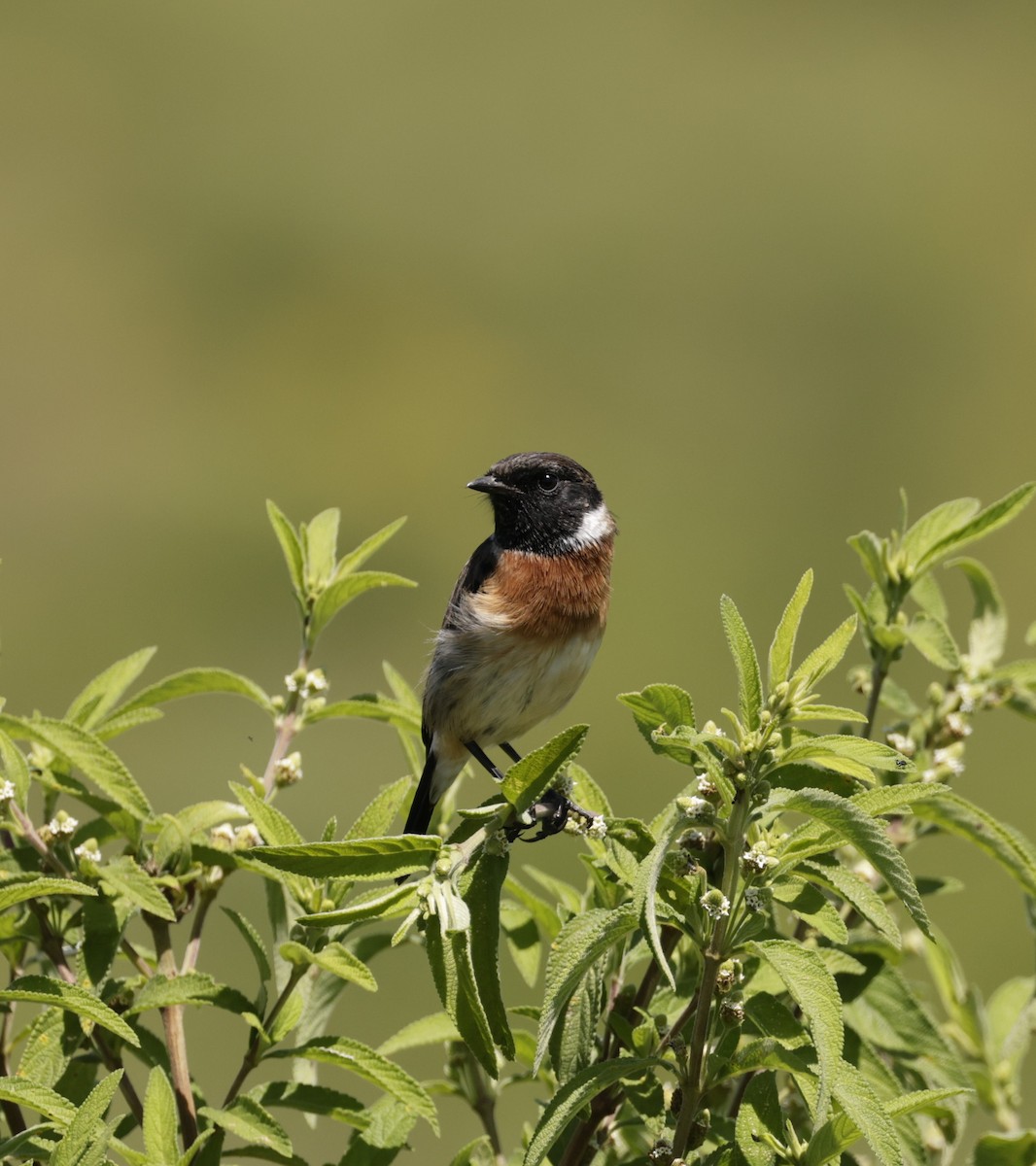 African Stonechat - ML619847527