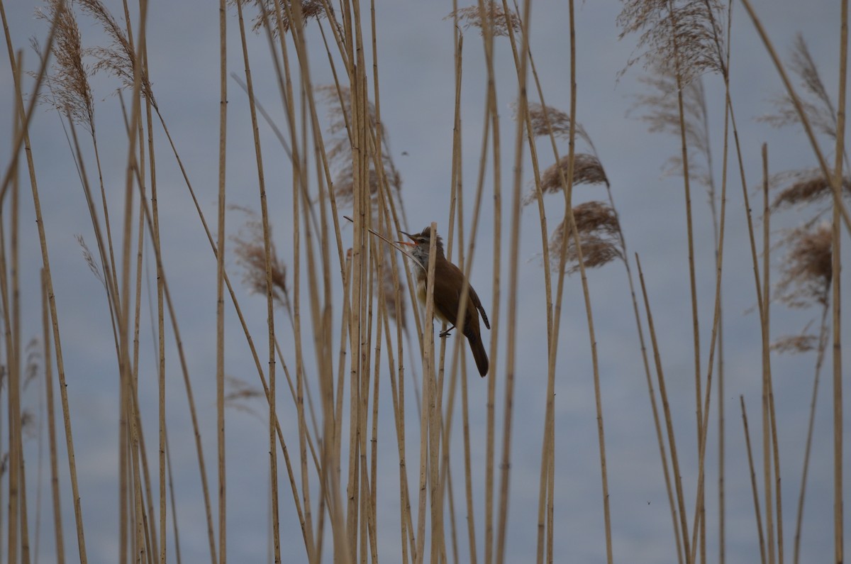 Great Reed Warbler - ML619847529