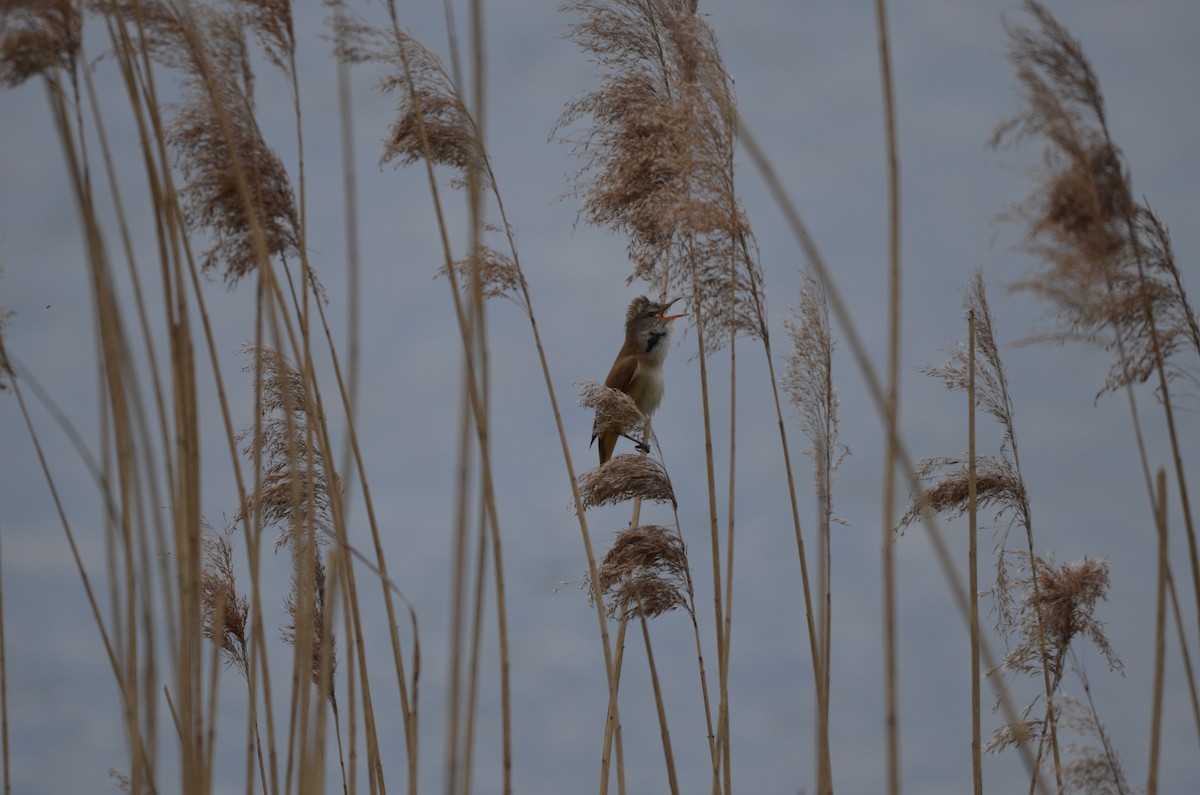 Great Reed Warbler - ML619847530