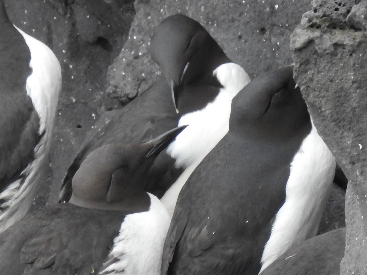Thick-billed Murre - ML619847536