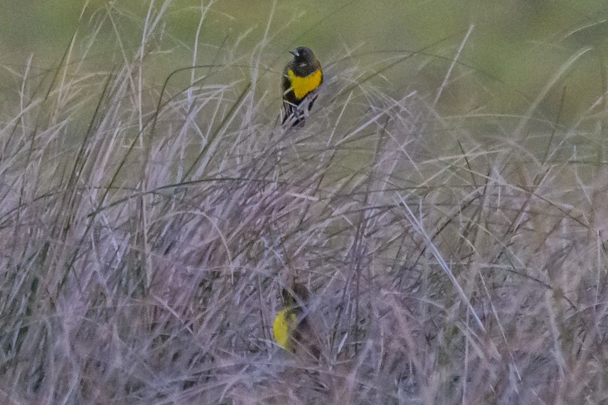 Brown-and-yellow Marshbird - ML619847561